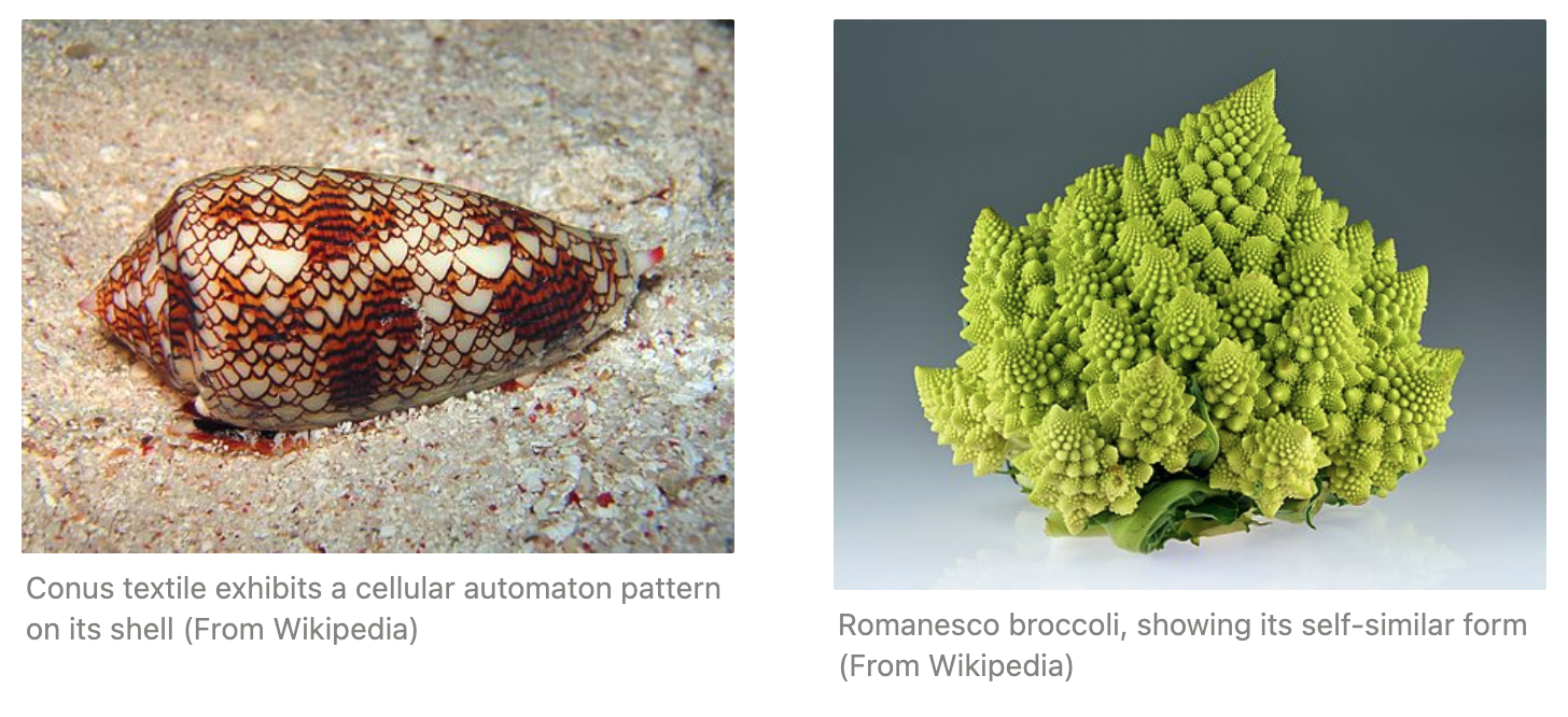 cellular automata and fractals in nature
